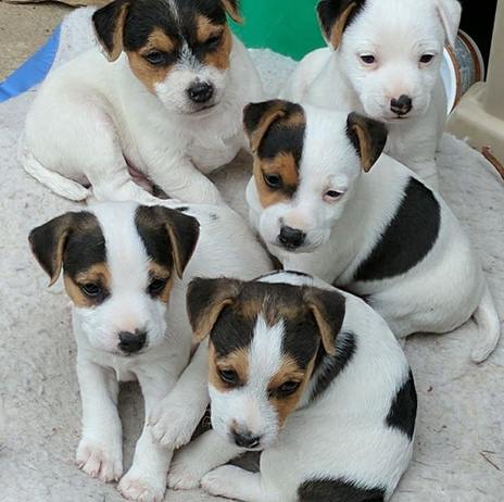 jack russell terrier puppies for sale